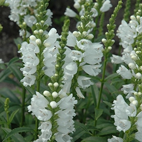 'Miss Manners' Obedient Plant #1