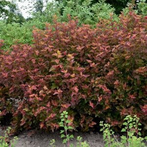 Ninebark, 'Amber Jubilee'