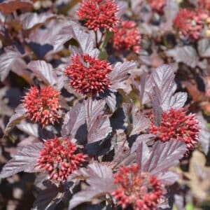 Ninebark, 'Ginger Wine'