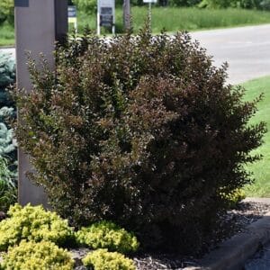 Ninebark, 'Little Devil'