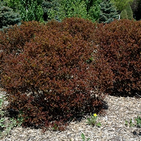 Ninebark, 'Summer Wine'
