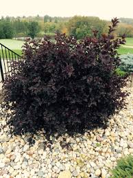 Ninebark, 'Summer Wine Black'