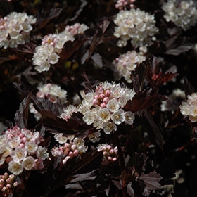 Ninebark, 'Tiny Wine'