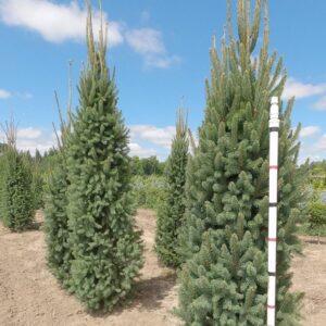 Spruce, Norway 'Cupressina' 8.0'
