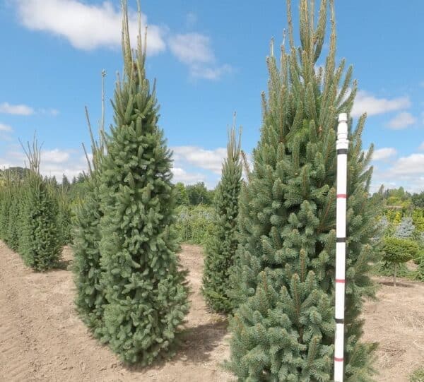 Spruce, Norway 'Cupressina' 8.0'