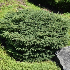 Spruce, Bird's Nest