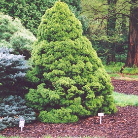 Spruce, Dwarf Alberta