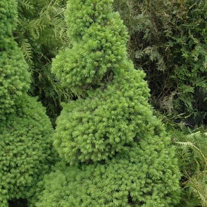 Spruce, Dwarf Alberta Spiral