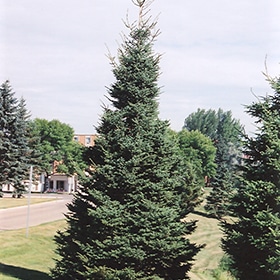 Spruce, Black Hills 8.0'