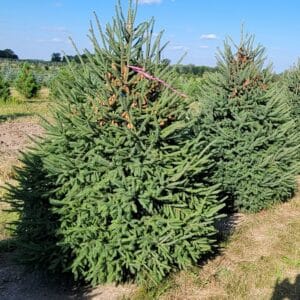 Spruce, 'Montrose Charm' White