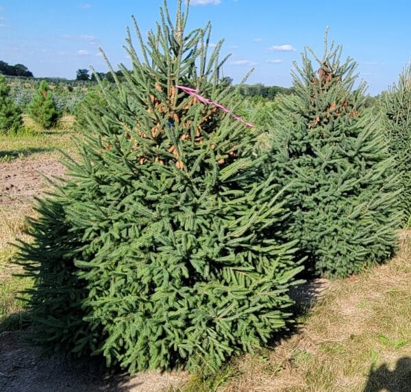 Spruce, 'Montrose Charm' White