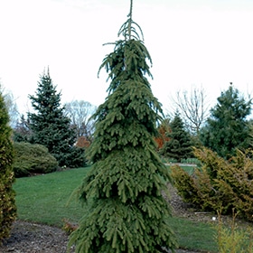 Spruce, Weeping White