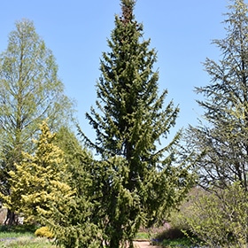 Spruce, Serbian