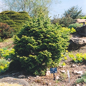 Spruce, Dwarf Serbian
