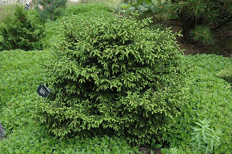 Spruce, Oriental 'Nigra Compact'