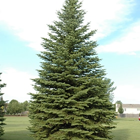 Spruce, Colorado 5.0'