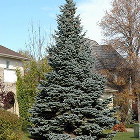 Spruce, 'Baby Blue'