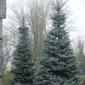 Spruce, 'Bizon Blue'