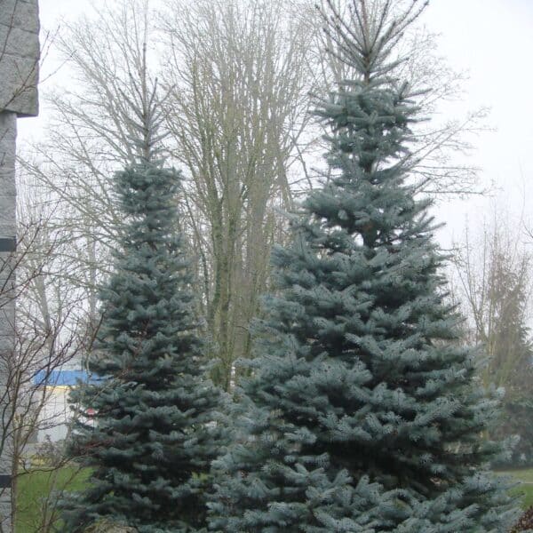 Spruce, 'Bizon Blue'