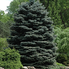 Spruce, 'Fat Albert'