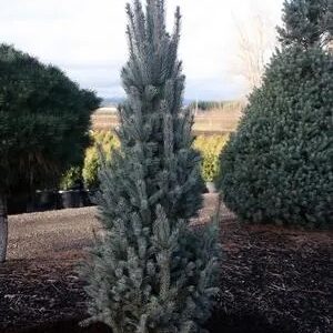 Spruce, Colorado 'Fastigiata'