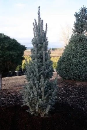 Spruce, Colorado 'Fastigiata'