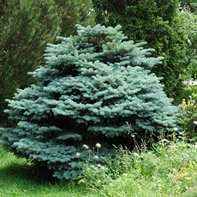 Spruce, Globe Blue