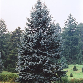 Spruce, 'Hoopsi' 5.0'