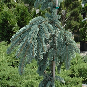 Spruce, 'The Blues'