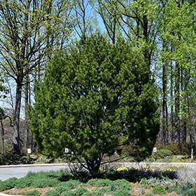Pine, Lacebark