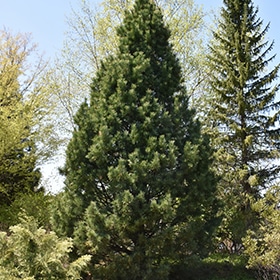 Pine, Swiss Stone