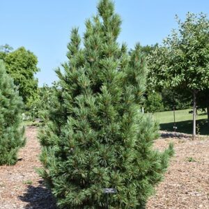 Pine, Swiss Stone 'Chalet'