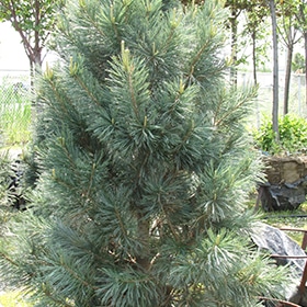 Pine, Limber 'Vanderwulf' 6.0'