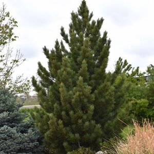 Pine, Bosnian 'Emerald Arrow'