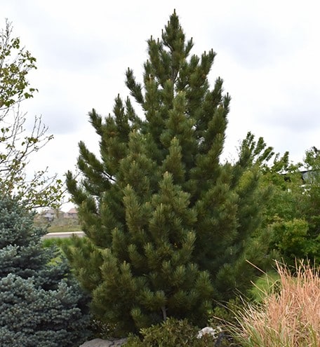 Pine, Bosnian 'Emerald Arrow'