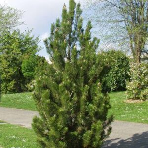 Pine, Bosnian 'Satellite'