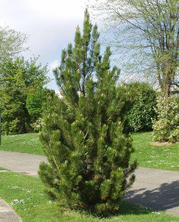 Pine, Bosnian 'Satellite'