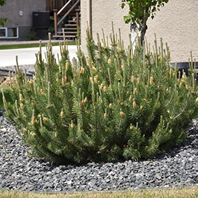 Pine, Mugo 24"