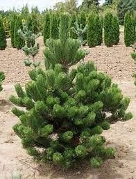Pine, Nigra 'Oregon Green