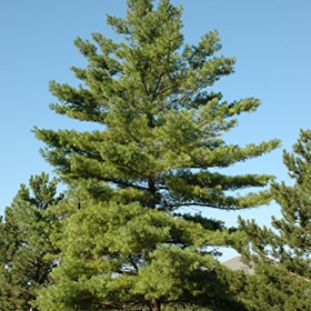 Pine, White