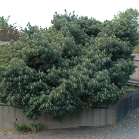 Pine, White 'Blue Shag'