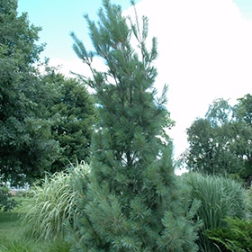 Pine, White Columnar