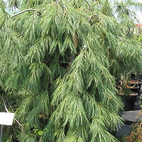 Pine, White Weeping 5.0' STK