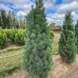 Pine, White 'Stowe Pillar'