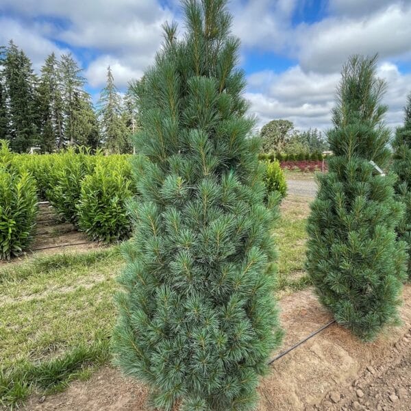 Pine, White 'Stowe Pillar'