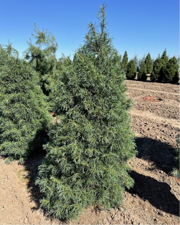 Pine, Eastern 'Torulosa'