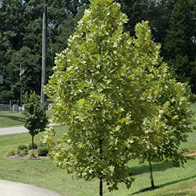 London Planetree, 'Exclamation!'