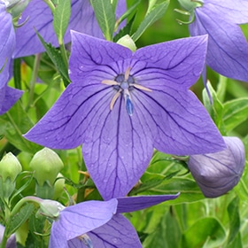 'Sentimental' Dwarf Blue Balloon Flower