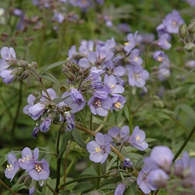 'Heaven Scent' Creeping Jacob's Ladder #1