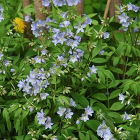 Creeping Jacob's Ladder #1